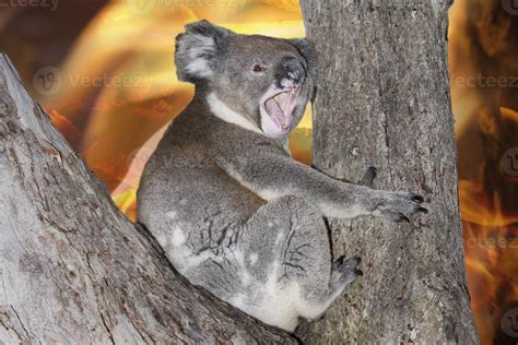 Yelling Crying Koala In Australia Bush Fire Stock Photo At