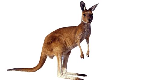Kangaroo Standing Png Image Purepng Free Transparent Cc0 Png Image
