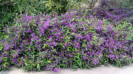 Ground cover plants are perfect for covering large areas, suppressing weeds, and creating a dramatic planting effect. Hardenbergia violacea 'HB1' PBR Meema™ | Andreasens Green ...