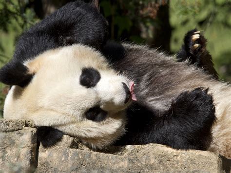 Baby Giant Panda Cub Born At National Zoo