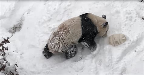 These Pandas Rolling In Snow At The National Zoo Are All Of Us On A
