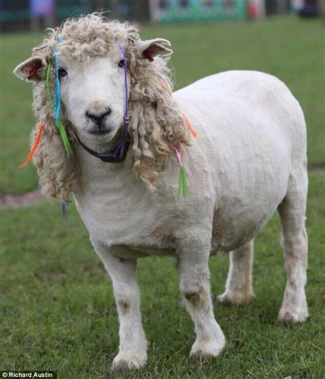 Sheep With Dreads This Is One Funky Lamb Cute Animal Photos