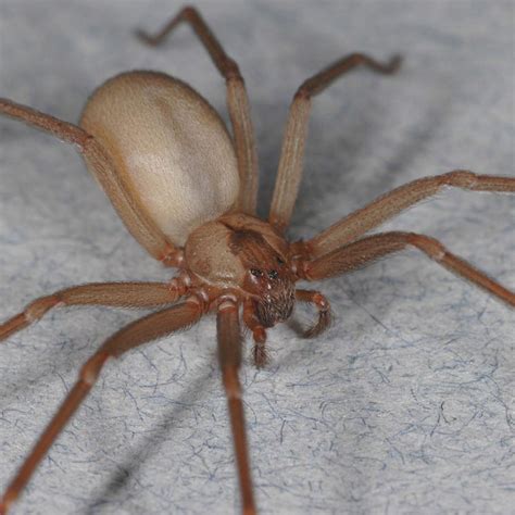 How To Treat A Brown Recluse Spider Bite On A Dog Spider