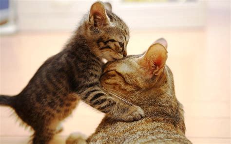 Mom Playing Kitty Animal Kittens Kiss Animals Love Furry Good