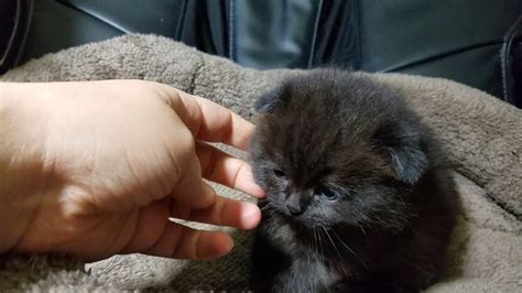 Black Male Scottish Fold Kitten Youtube