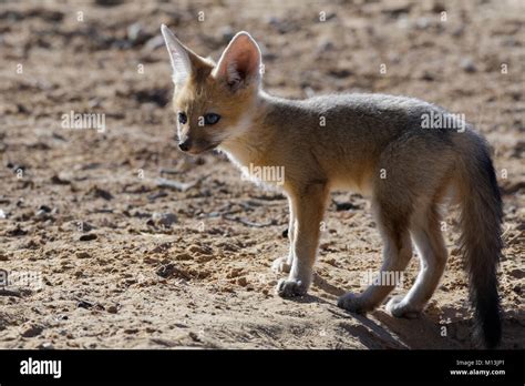 Young Cape Fox Vulpes Chama Looking Out At Burrow Entrance Morning