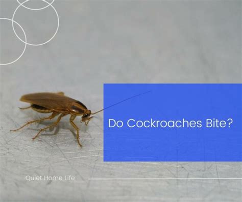 Do Cockroaches Bite Discover The Shocking Facts Quiet Home Life