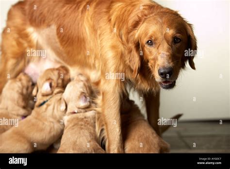 Golden Retriever Mother Feeding Puppies Stock Photo 3165638 Alamy