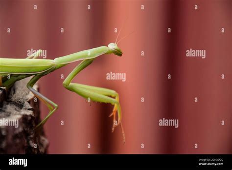 Mantis On A Red Background Mating Mantises Mantis Insect Predator