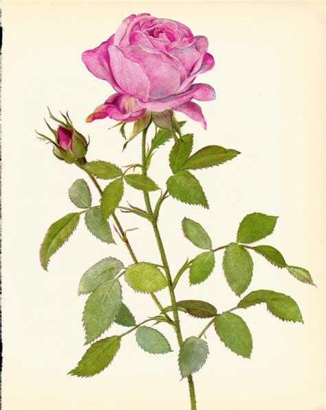 Vintage Rose Print Pink Rose 1965 Botanical Print Perfect Etsy
