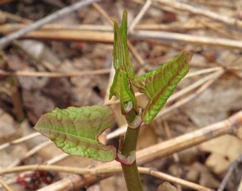 🏡 What Does Japanese Knotweed In Spring Look Like Explained
