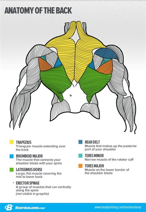 Your Blueprint For Building A Bigger Back Muscle Anatomy Anatomy