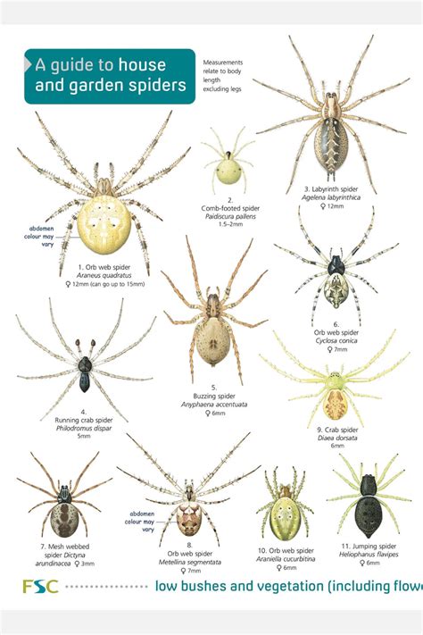 North American Spiders In Pa Chart