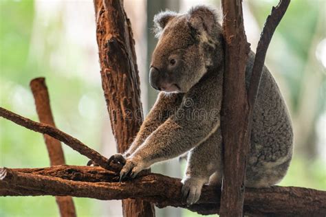 Koala Bear Or Phascolarctos Cinereus Sitting On Branch With Back To