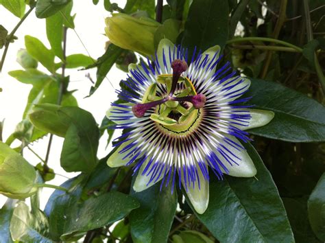 We did not find results for: My passion flower vine. | Flowering vines, Passion flower ...