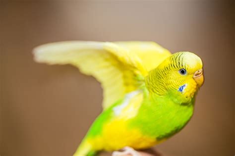 Life Span Of Parakeets A Fascinating Species In Itself