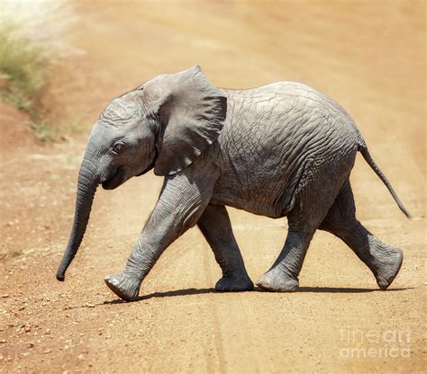 Baby African Elephant Photograph By Jane Rix