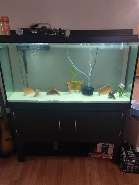55 Gallon Fancy Goldfish Setup Raquariums