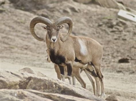 Mouflon Facts Habitat Diet Pictures