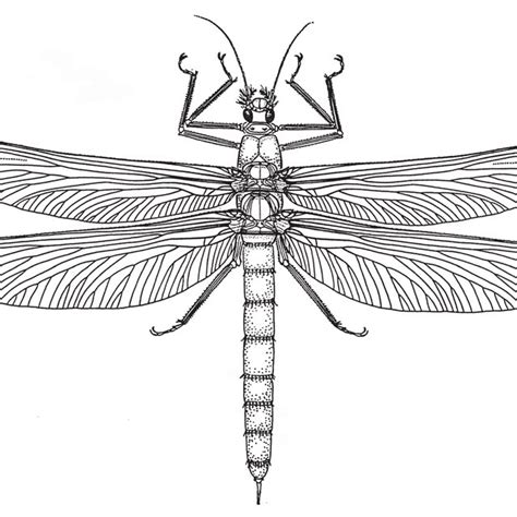 Dragonympha Srokai N Gen N Sp Holotype †meganisoptera Young