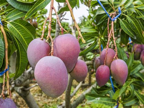 Check spelling or type a new query. 17 Indoor Fruit Trees to Liven Up Your Home