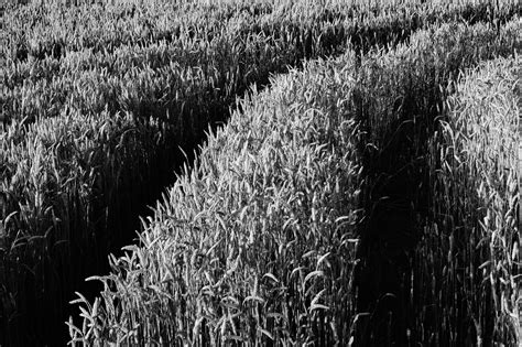 Grayscale Corn Fields During Daytime · Free Stock Photo