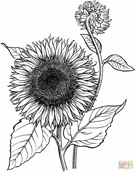 Print and color summer pdf coloring books from primarygames. Unique Sunflower Coloring Pages For Adults Free | Big ...