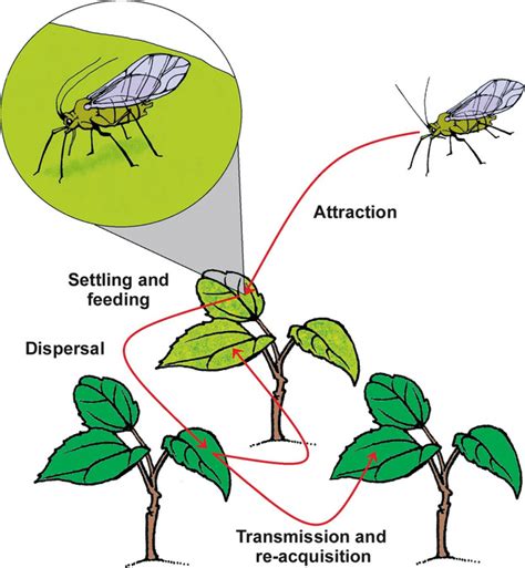 Transmission mechanisms shape pathogen effects on host–vector