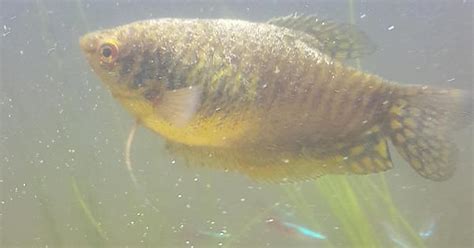What Breed And Sex Is My Gourami I Believe It Is A Female Gold Imgur