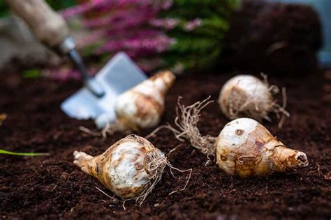 How To Divide And Transplant Daffodil Bulbs Gardeners Path