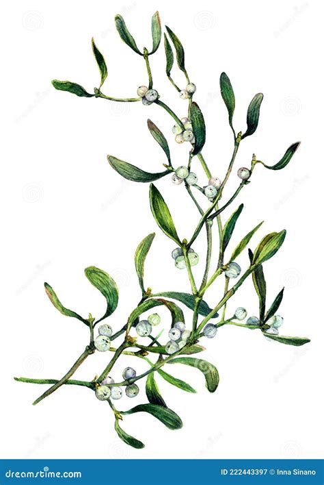 Watercolor Illustration Of Mistletoe Branch Isolated On White Stock