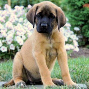 Neapolitan mastiff dogs and puppies: English Mastiff Info, Temperament, Life Expectancy, Puppies, Pictures