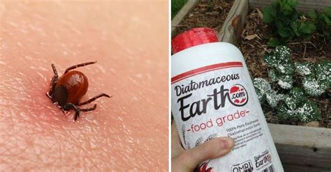 7 Natural Ways To Keep Ticks Out Of Your Yard This Summer