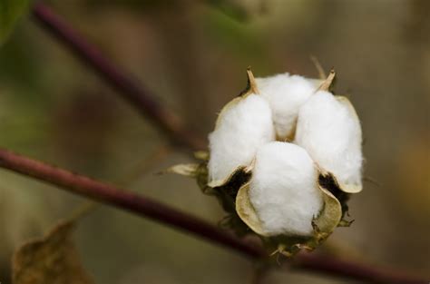15 Percent Of Cotton Crop May Still Be Sitting Vulnerable In The Field