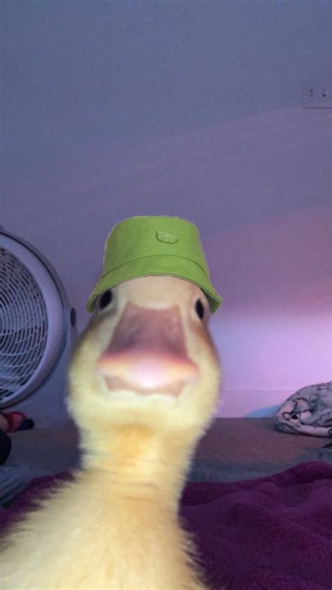 Bucket Hat Duck Meme Imágenes De Tortuga Fotos De Perros Chistosos