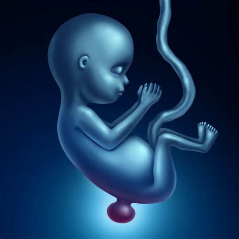 Neural Tube Defects Johns Hopkins Department Of Neurology And