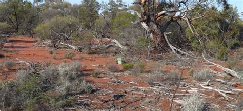 Rangeland Inventory And Condition Survey Of The Lower Murchison River