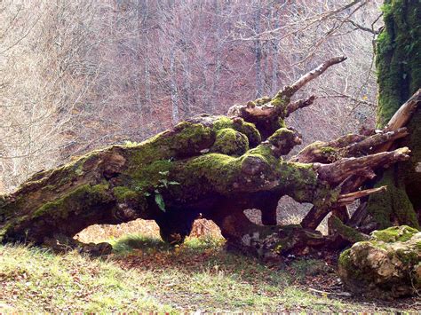 Landscape Of Mossy Trunk Of Fallen Tree In Forest Free Image Download