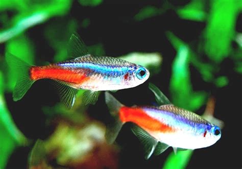 Neon Tetra Tetra Neon Fish