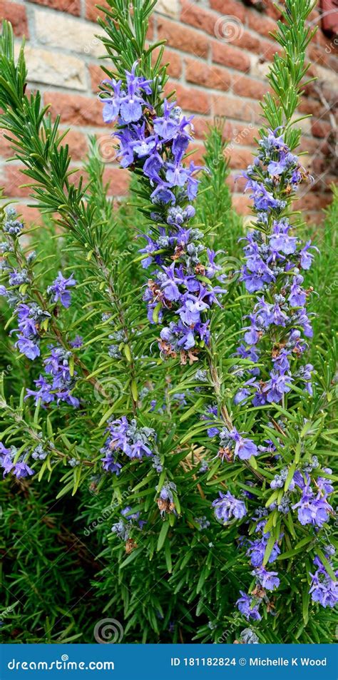 Rosemary Bush Purple Flower And Buds Multiple Stalks Closeup Vertical