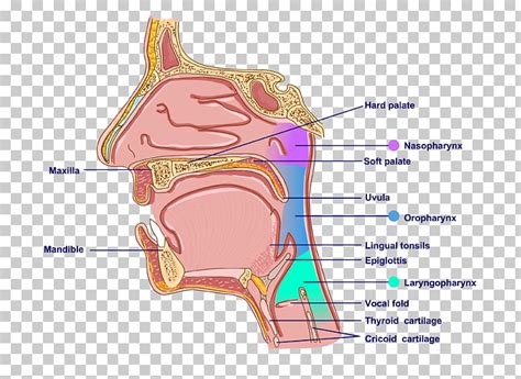 Pharynx Clip Art