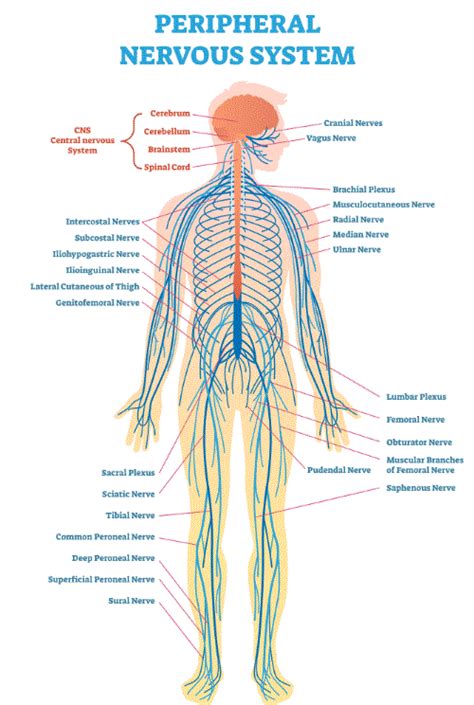 The Peripheral Spinal Nerves Medictests