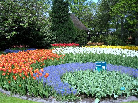 Flowers And Blossom In Spring Garden Keukenhof The Netherlands