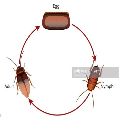 Cockroachs Life Cycle Egg Nymph And Adult Stages