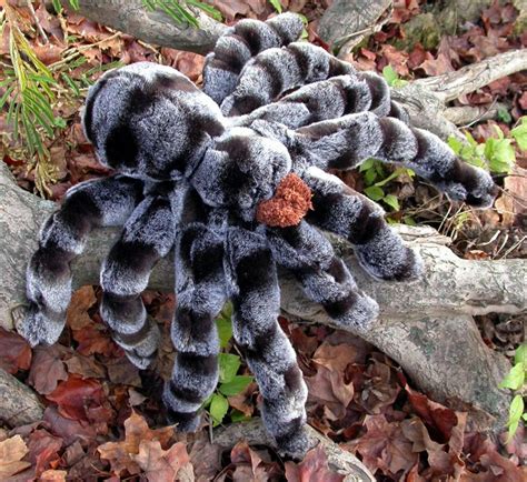 They grab their victims using their fangs and poison their prey. Amazing Tarantula spider - Giant Tarantula Facts, Photos ...