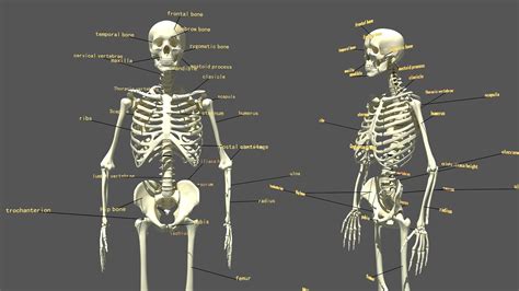 Human Skeleton 3d Pose Cgtrader