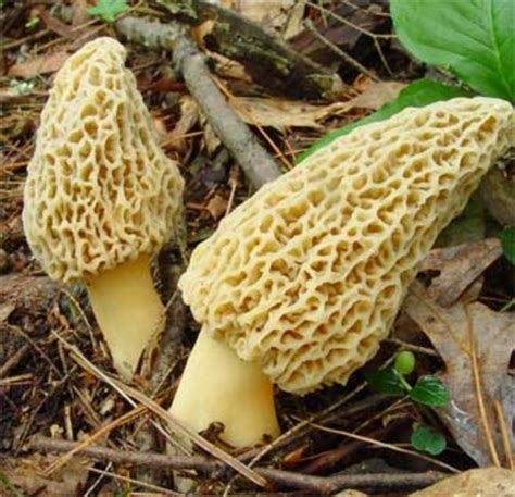 Wild Edible Mushrooms And Truffles Of Oregon Delishably