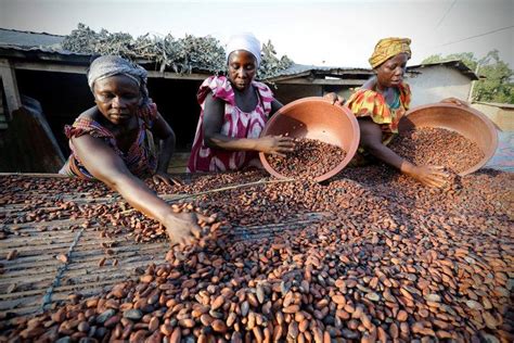 World Cocoa Sector Could Be In Surplus For Years Icco Reuters