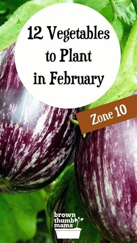 12 Vegetables To Plant In February Zone 10 Vegetable Garden Diy