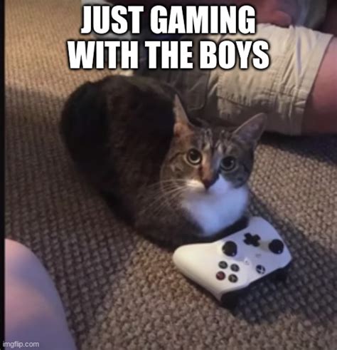 Cat Gaming Imgflip